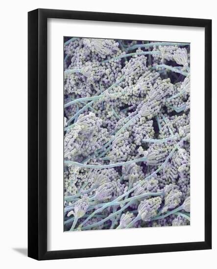 Mold on White Bread-Micro Discovery-Framed Photographic Print