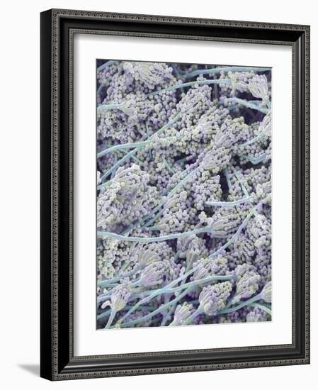 Mold on White Bread-Micro Discovery-Framed Photographic Print