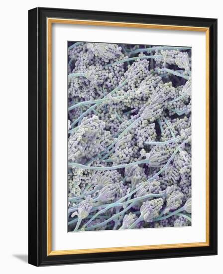 Mold on White Bread-Micro Discovery-Framed Photographic Print