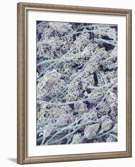Mold on White Bread-Micro Discovery-Framed Photographic Print