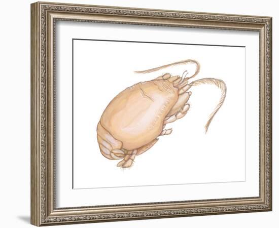 Mole Crab (Emerita Talpoida), Crustaceans-Encyclopaedia Britannica-Framed Art Print