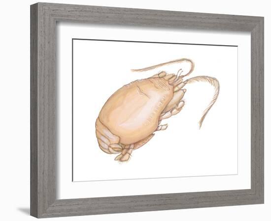 Mole Crab (Emerita Talpoida), Crustaceans-Encyclopaedia Britannica-Framed Art Print