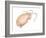 Mole Crab (Emerita Talpoida), Crustaceans-Encyclopaedia Britannica-Framed Art Print