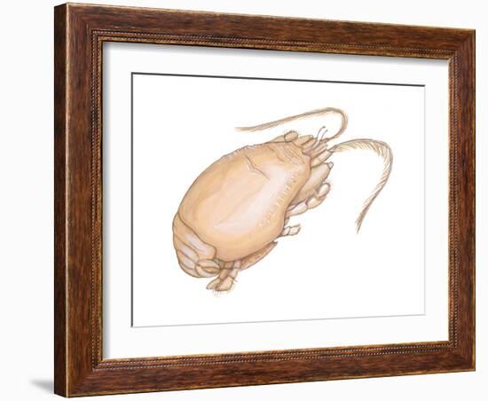 Mole Crab (Emerita Talpoida), Crustaceans-Encyclopaedia Britannica-Framed Art Print