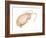 Mole Crab (Emerita Talpoida), Crustaceans-Encyclopaedia Britannica-Framed Art Print