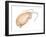 Mole Crab (Emerita Talpoida), Crustaceans-Encyclopaedia Britannica-Framed Art Print