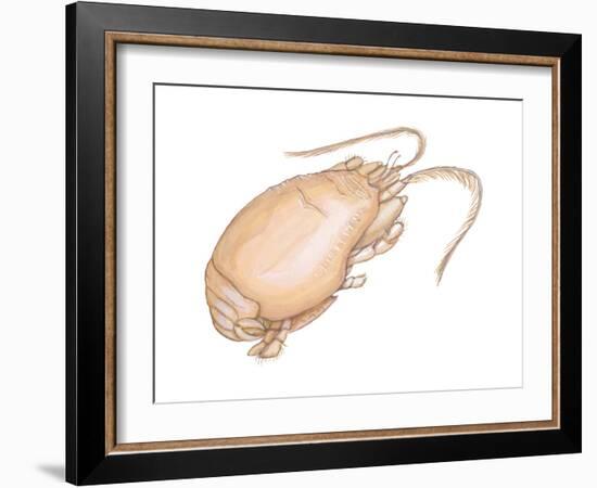 Mole Crab (Emerita Talpoida), Crustaceans-Encyclopaedia Britannica-Framed Art Print