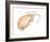 Mole Crab (Emerita Talpoida), Crustaceans-Encyclopaedia Britannica-Framed Art Print