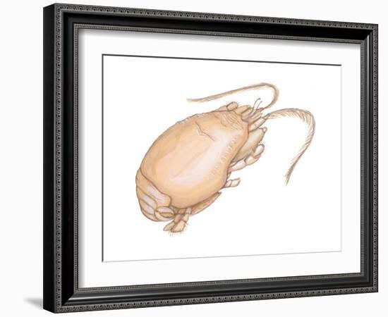 Mole Crab (Emerita Talpoida), Crustaceans-Encyclopaedia Britannica-Framed Art Print