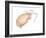 Mole Crab (Emerita Talpoida), Crustaceans-Encyclopaedia Britannica-Framed Art Print