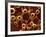 Molecular Model-David Mack-Framed Photographic Print