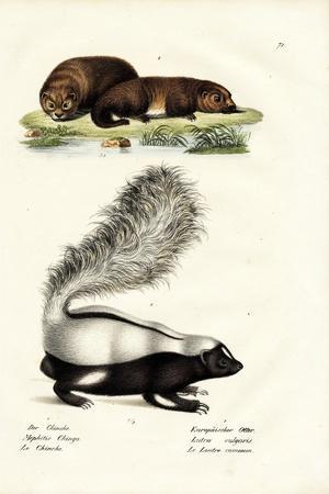 Molina's Hog-Nosed Skunk, 1824' Giclee Print - Karl Joseph Brodtmann |  Art.com