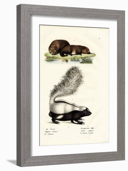 Molina's Hog-Nosed Skunk, 1824-Karl Joseph Brodtmann-Framed Giclee Print