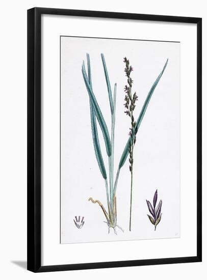 Molinia Caerulea Purple Melic-Grass-null-Framed Giclee Print