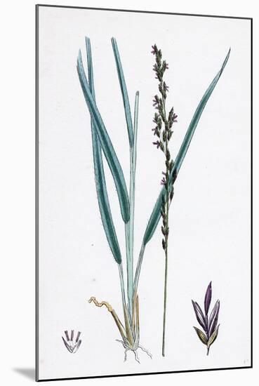 Molinia Caerulea Purple Melic-Grass-null-Mounted Giclee Print