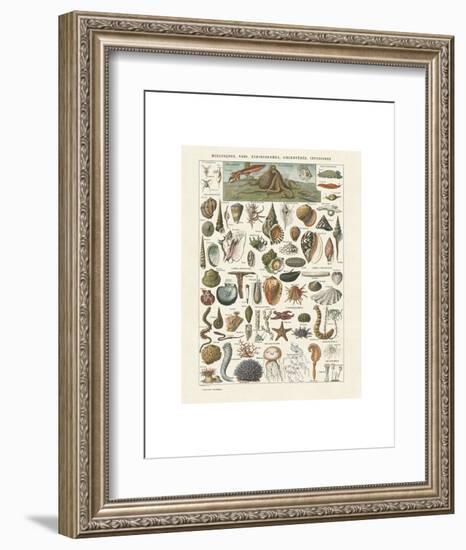 Mollosques I-Adolphe Millot-Framed Art Print