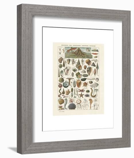 Mollosques I-Adolphe Millot-Framed Art Print