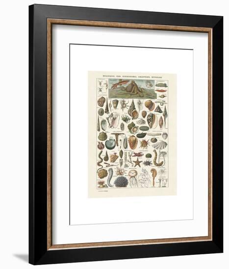 Mollosques I-Adolphe Millot-Framed Art Print