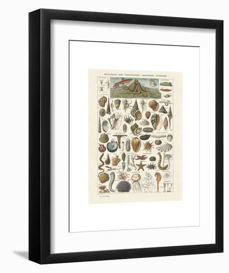 Mollosques I-Adolphe Millot-Framed Art Print