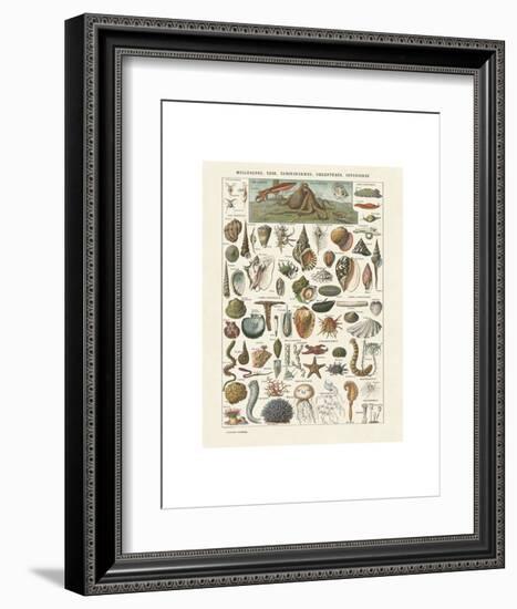 Mollosques I-Adolphe Millot-Framed Art Print