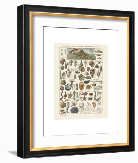 Mollosques I-Adolphe Millot-Framed Art Print