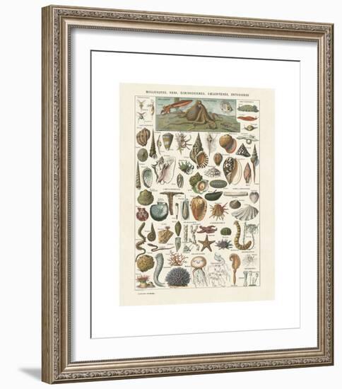 Mollosques I-Adolphe Millot-Framed Giclee Print