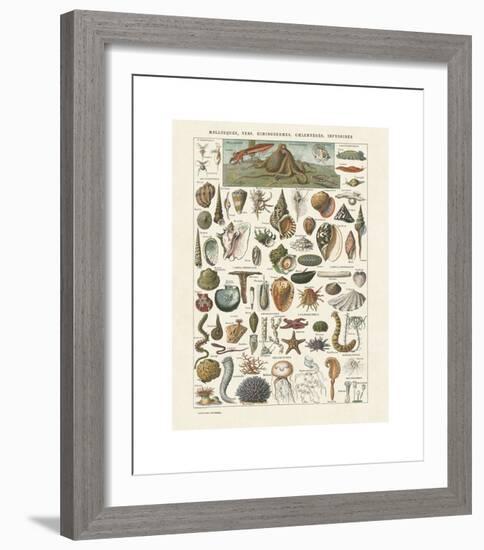 Mollosques I-Adolphe Millot-Framed Giclee Print