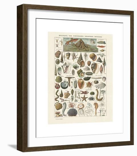 Mollosques I-Adolphe Millot-Framed Giclee Print