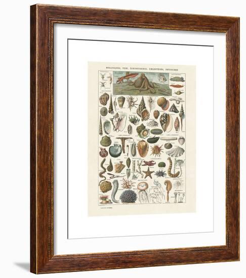 Mollosques I-Adolphe Millot-Framed Giclee Print