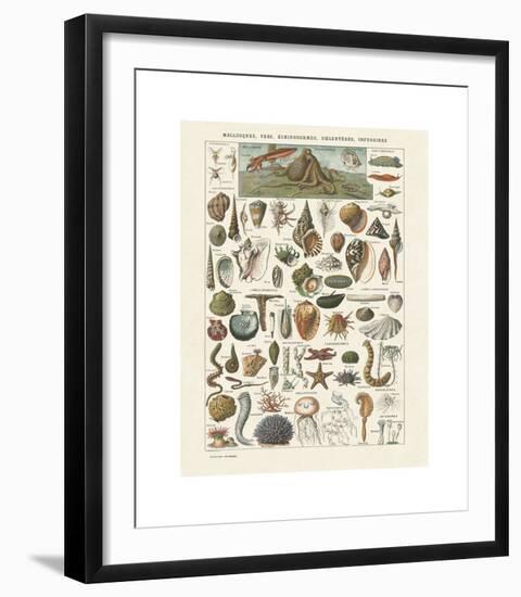 Mollosques I-Adolphe Millot-Framed Giclee Print