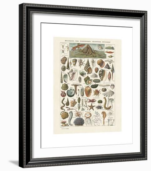 Mollosques I-Adolphe Millot-Framed Giclee Print