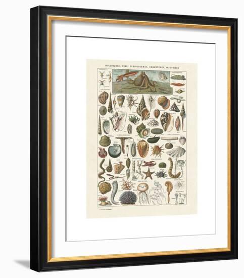 Mollosques I-Adolphe Millot-Framed Giclee Print