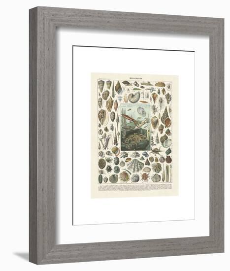 Mollosques II-Adolphe Millot-Framed Art Print