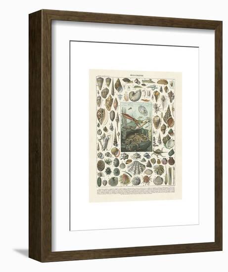 Mollosques II-Adolphe Millot-Framed Art Print