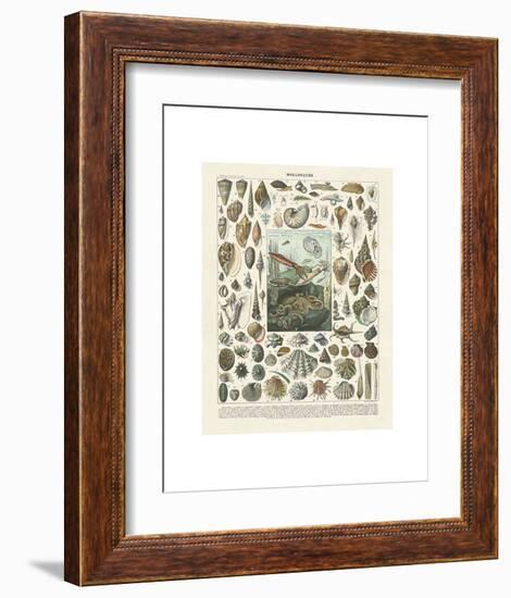 Mollosques II-Adolphe Millot-Framed Art Print