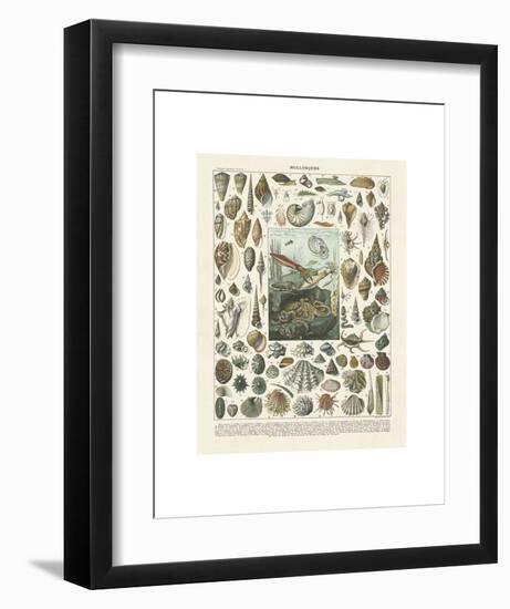 Mollosques II-Adolphe Millot-Framed Art Print