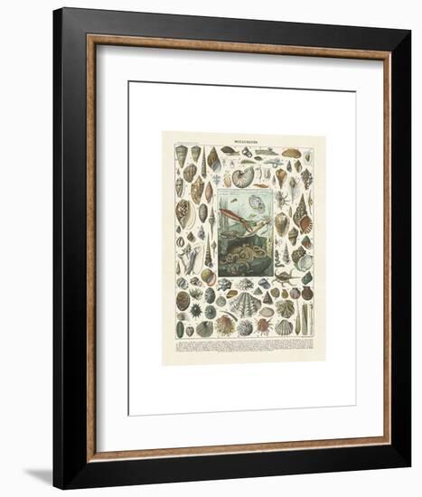 Mollosques II-Adolphe Millot-Framed Art Print