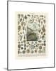 Mollosques II-Adolphe Millot-Mounted Art Print