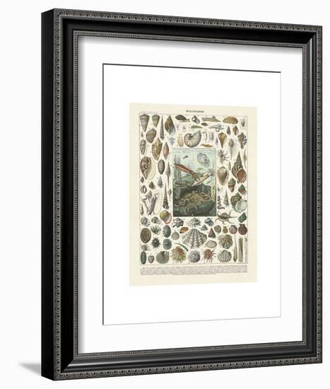 Mollosques II-Adolphe Millot-Framed Art Print