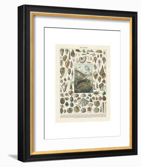 Mollosques II-Adolphe Millot-Framed Art Print