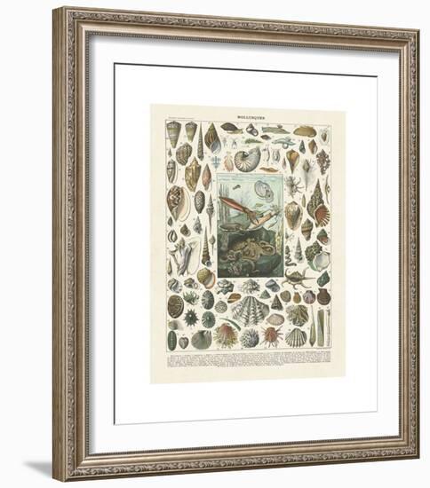 Mollosques II-Adolphe Millot-Framed Giclee Print