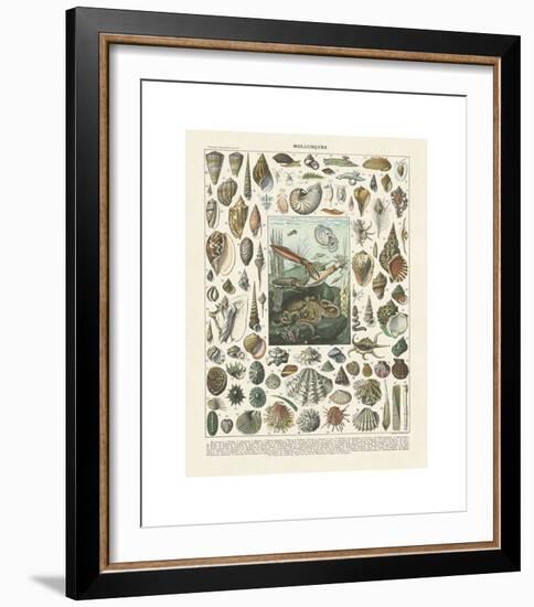 Mollosques II-Adolphe Millot-Framed Giclee Print