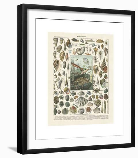 Mollosques II-Adolphe Millot-Framed Giclee Print