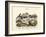 Molluscs, C.1860-null-Framed Giclee Print