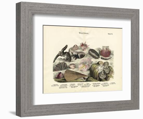 Molluscs, C.1860-null-Framed Giclee Print