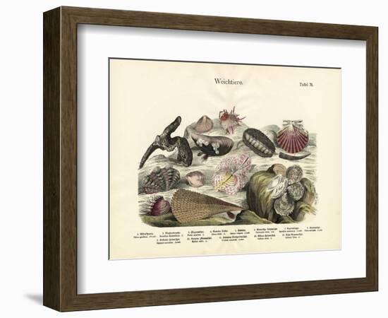 Molluscs, C.1860-null-Framed Giclee Print