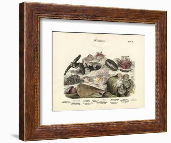 Molluscs, C.1860-null-Framed Giclee Print