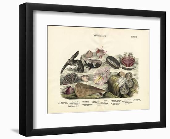 Molluscs, C.1860-null-Framed Giclee Print