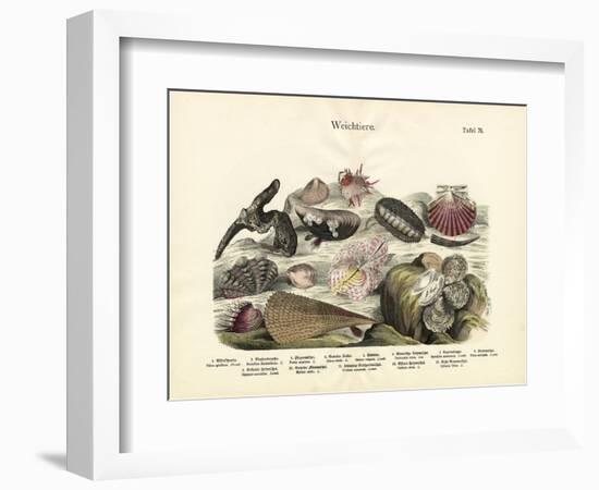 Molluscs, C.1860-null-Framed Giclee Print