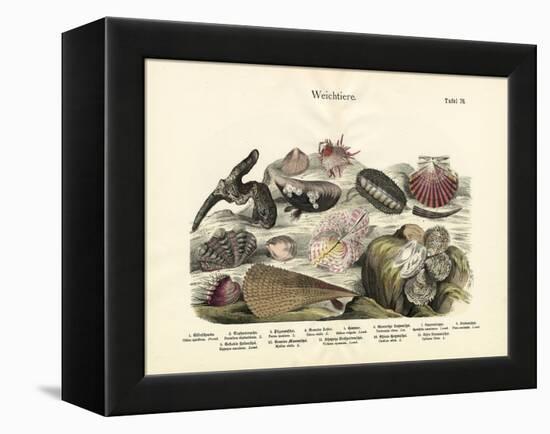 Molluscs, C.1860-null-Framed Premier Image Canvas